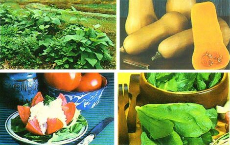 Seasons of the Garden: New Vegetable Varieties for 1980 Image